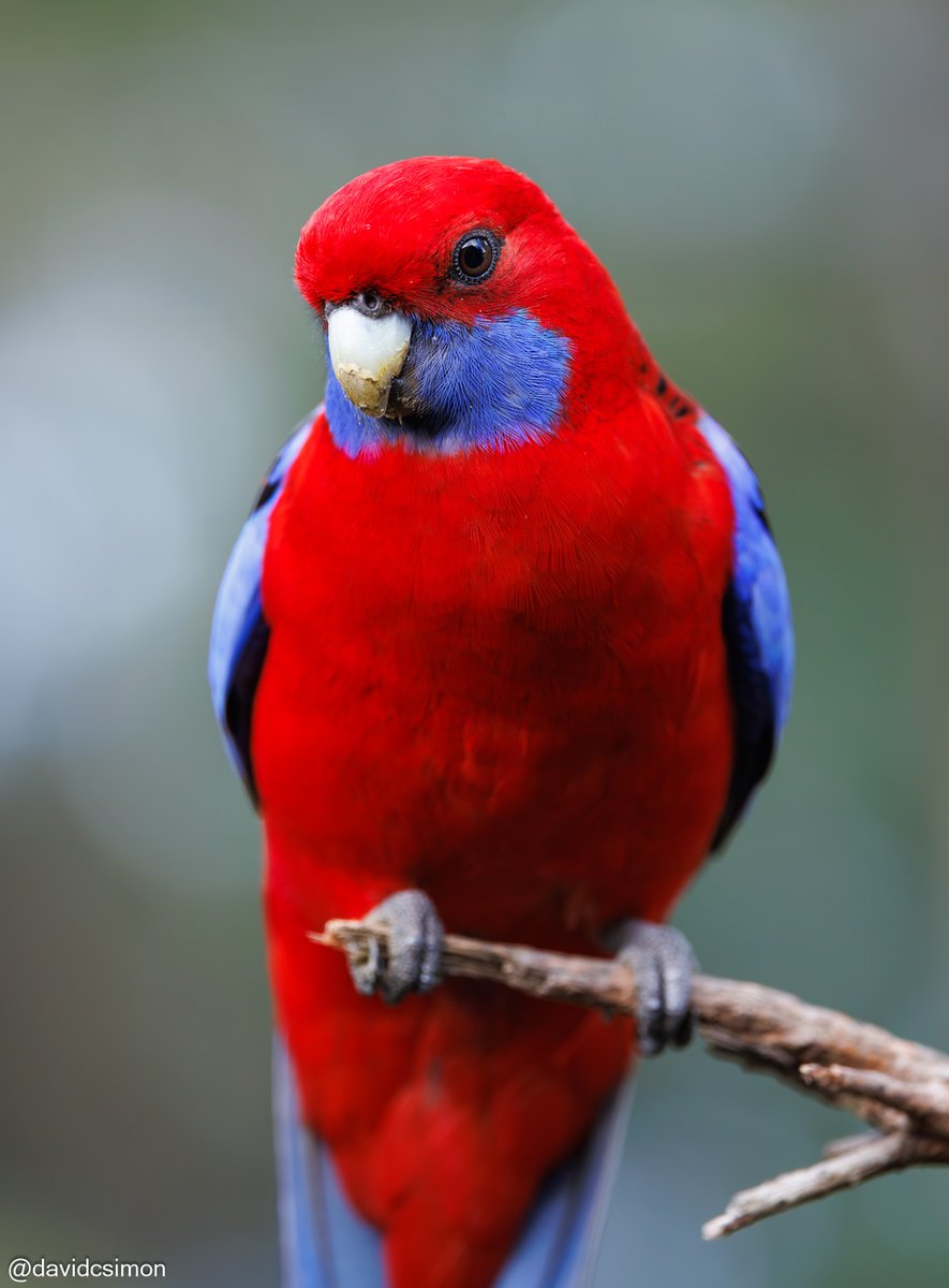 A pair of Crimson Rosellas, female and male.
