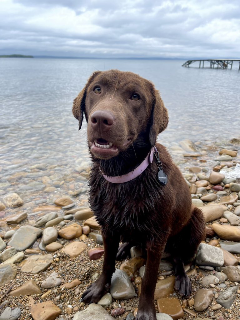 nerede yanlış yapıyorum da üreticilerden onbinlerce liraya satın alınan bir ırk köpeği 3 haftadır sahiplendiremiyorum bilmiyorum. motivasyonum da gücüm kalmadı gibi artık… yoruldum. bu 7-8 aylık chocolate labrador kızı sahiplenmek isteyen varsa bana mesaj atabilir. teşekkürler.