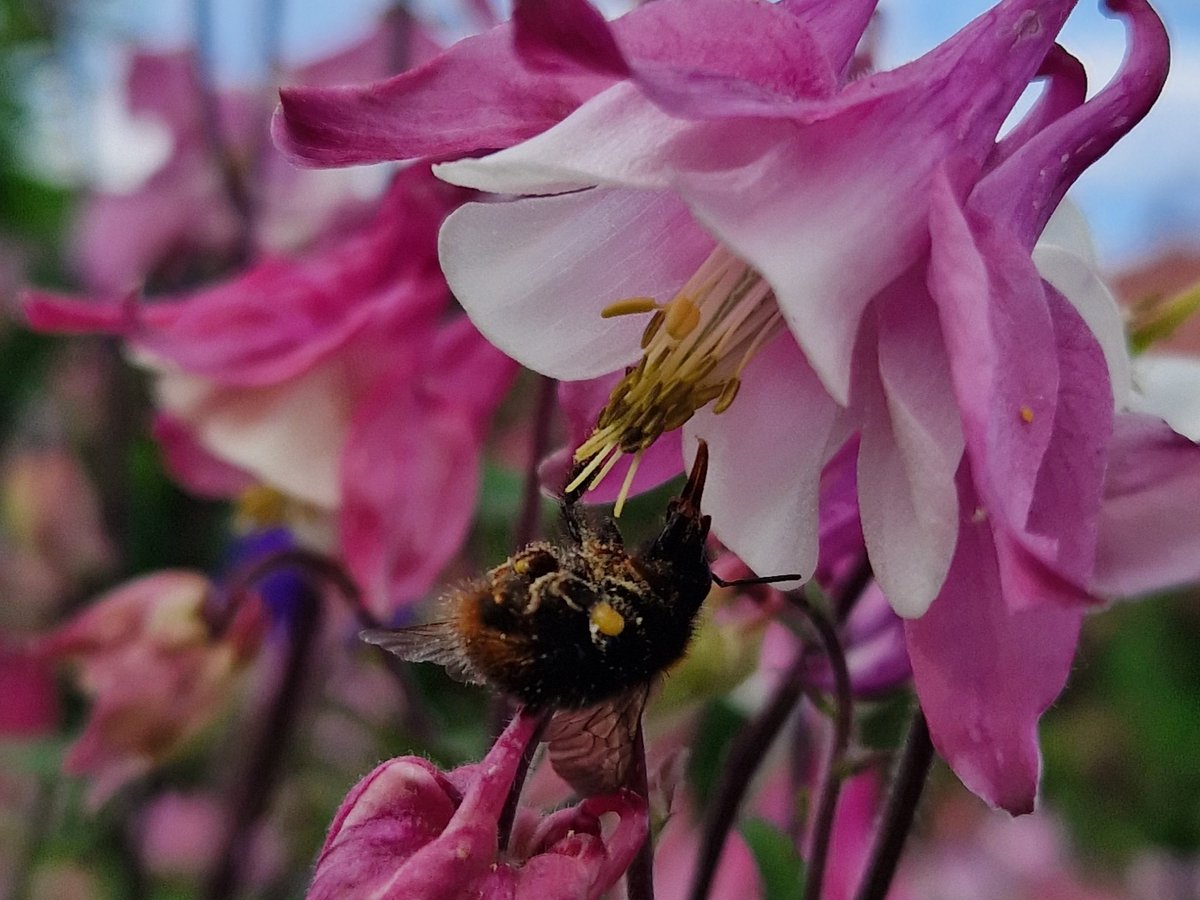 #GoodMorningEveryone  #HappyThursday.  A beautiful upside down #Bee on the beautiful   #Aquilegia  for #InsectThursday  hope it’s a lovely day for everyone 🥰 #ThursdayMotivation