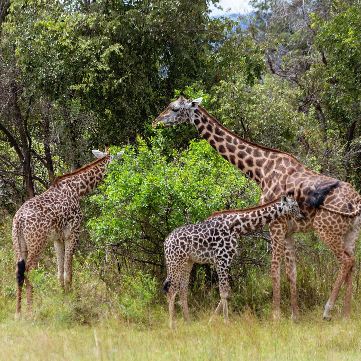 When scenery blends with wildlife. Elegant & Beautiful, the African Giraffes showing off at the @AkageraPark #DGuideExperiences #ExceptionalWildlife