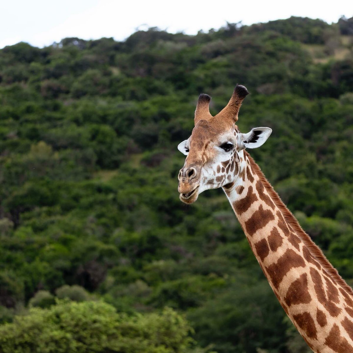 luxehorizons's tweet photo. When scenery blends with wildlife. Elegant & Beautiful, the African Giraffes showing off at the @AkageraPark #DGuideExperiences #ExceptionalWildlife https://t.co/af50wLrX37