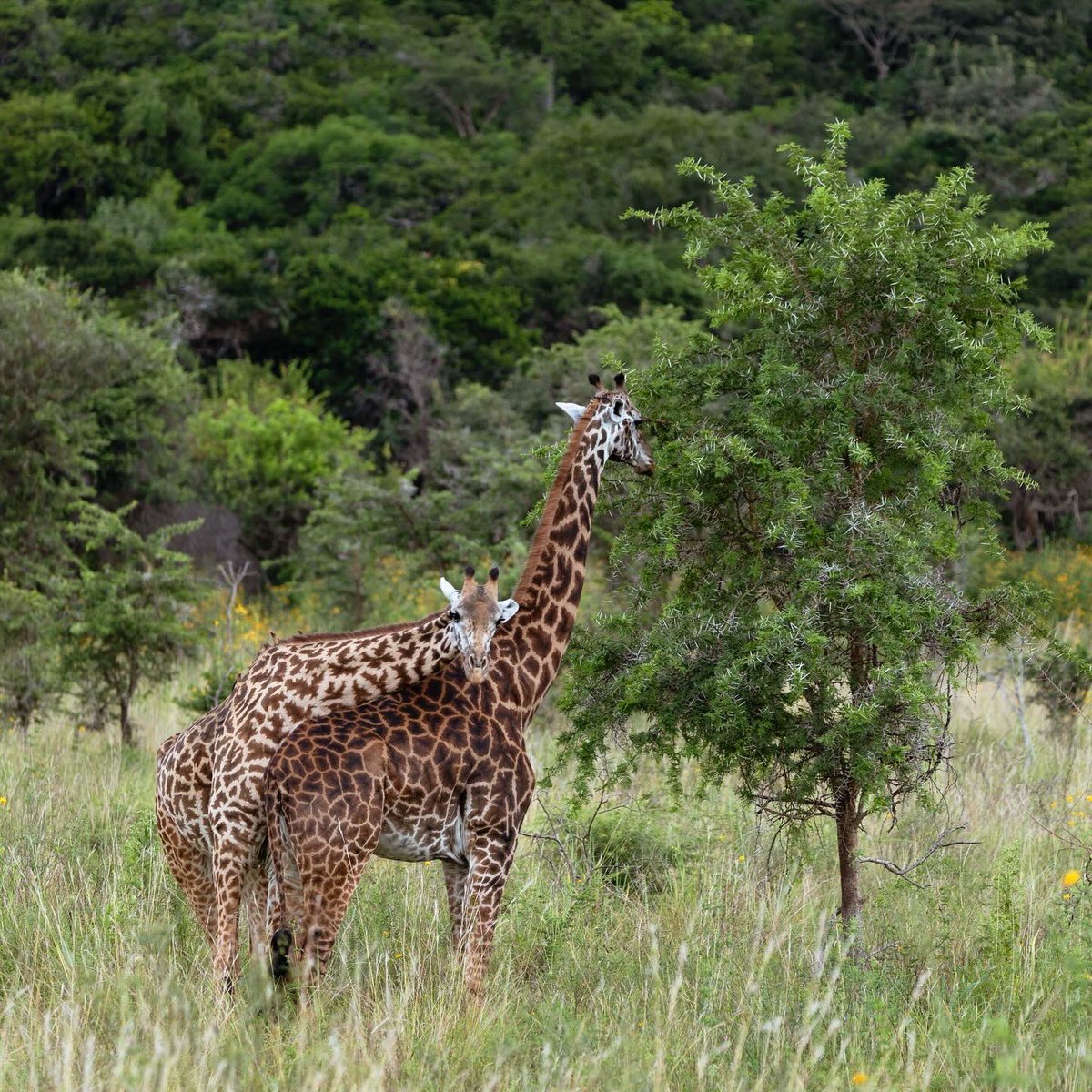 luxehorizons's tweet photo. When scenery blends with wildlife. Elegant & Beautiful, the African Giraffes showing off at the @AkageraPark #DGuideExperiences #ExceptionalWildlife https://t.co/af50wLrX37