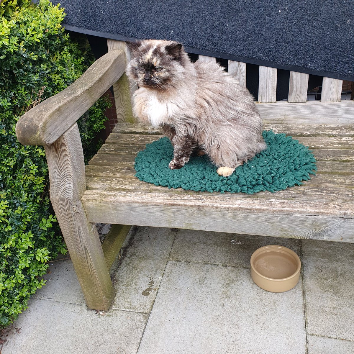 #ThursdayThoughts ~ Tula is sitting looking very serious outside the rehoming pens. Has she had her sleep disturbed by the volunteers cleaning? #inthecompanyofcats #seniorcats #catrescue #CatsOnTwitter #cats