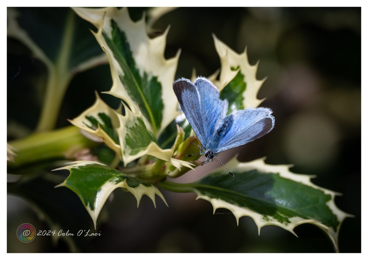 Holly Blue #butterfly #hollyblue #blue #holly