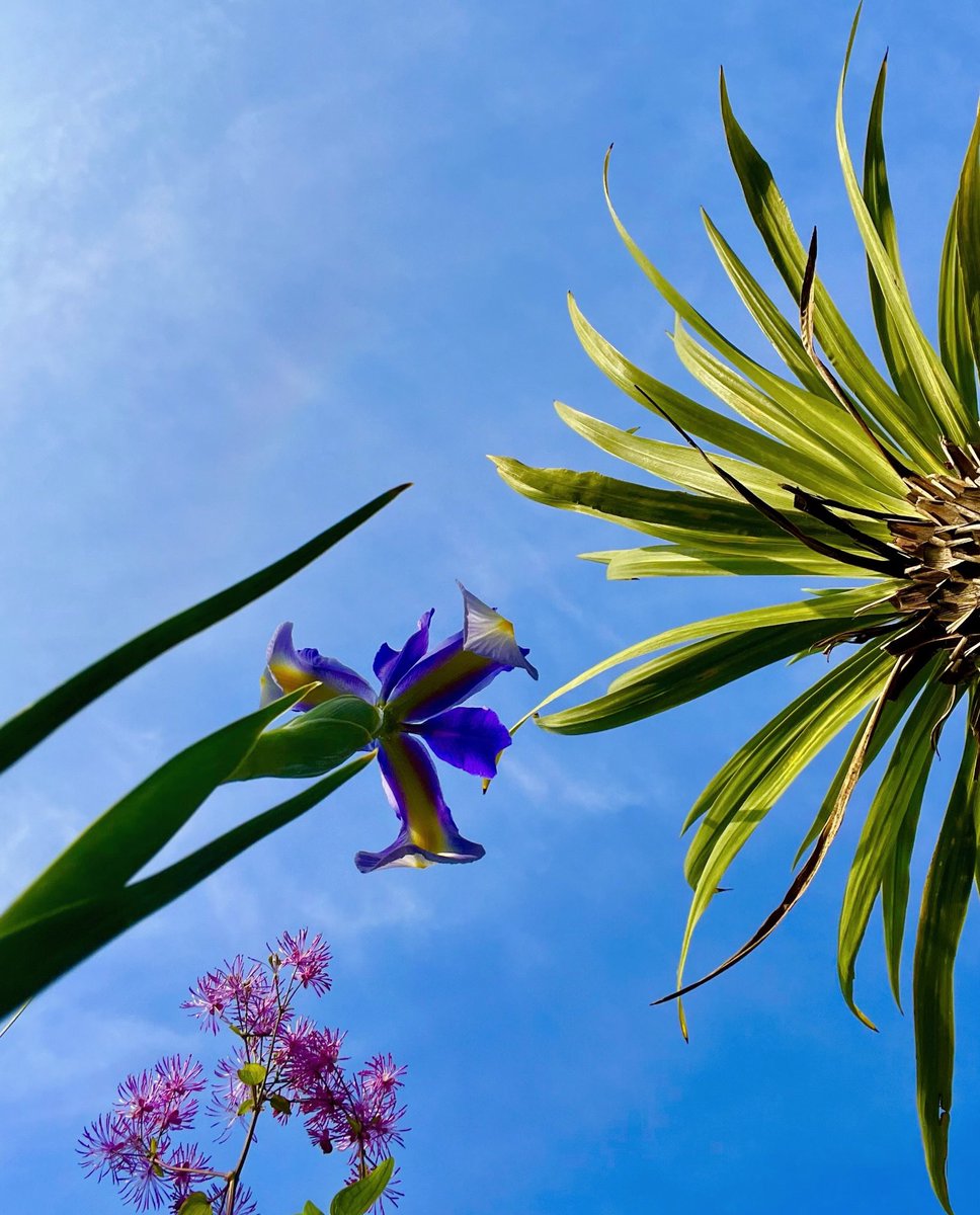 Loving the sunny Mancunian weather and blue skies at the mo!! Have a brilliant day y’all!! 🌴🩵☀️💕🌴🩵☀️💕🌴 #flowerreport #sunshine #GardeningTwitter #sunny #blueskies #balcony #gardening #flowers #mygarden #Ancoats #Manchester