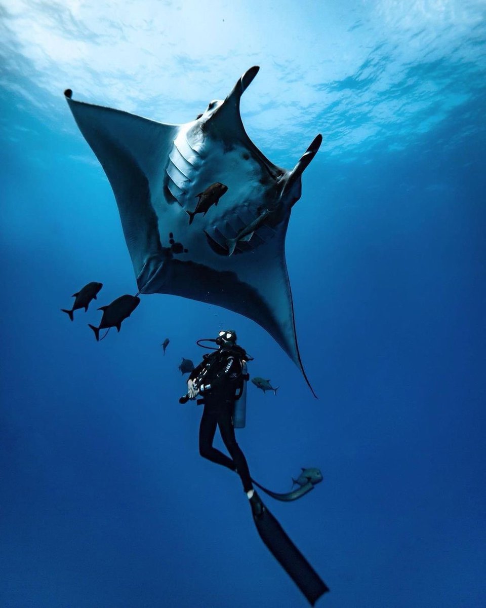 📸Let's showcase the wonders of the ocean through photography! 🌊📷 #coral #ocean #sea #saveourseas #freediving #freedive #freediver #oceanphotography
