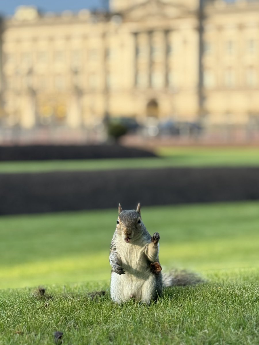 Not perhaps who we’d hoped to see at Buckingham Palace this morning but still a welcome guest for us 👑 🐿️ @GMB