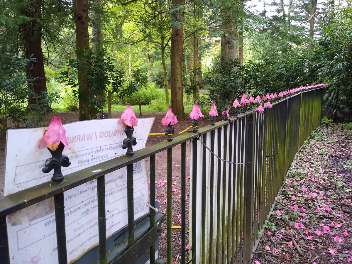Someone has gone to the trouble of putting an azalea flower on every spike! Cefn-Onn Park, Cardiff.