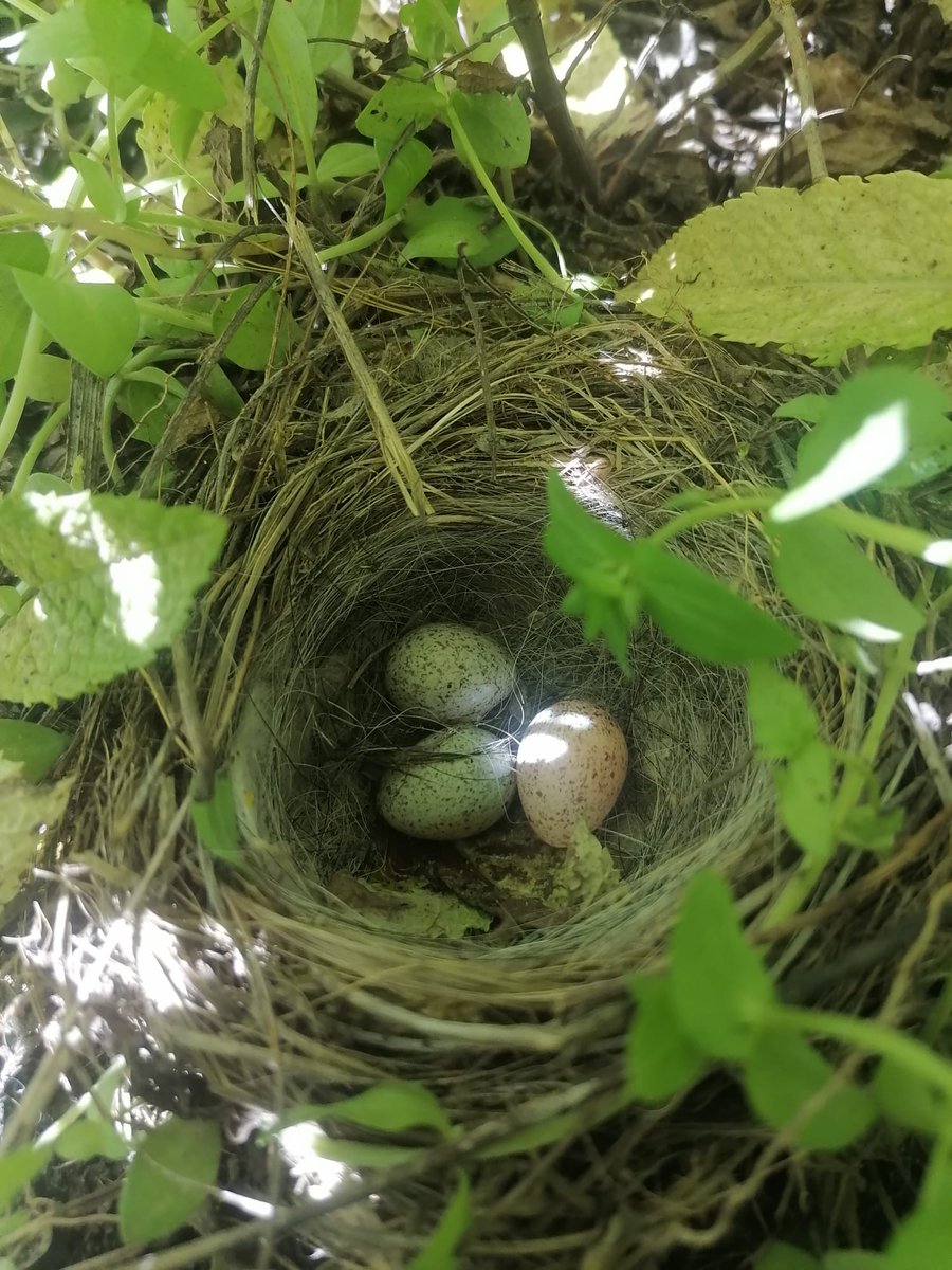 Escola Els Vinyals tweet media