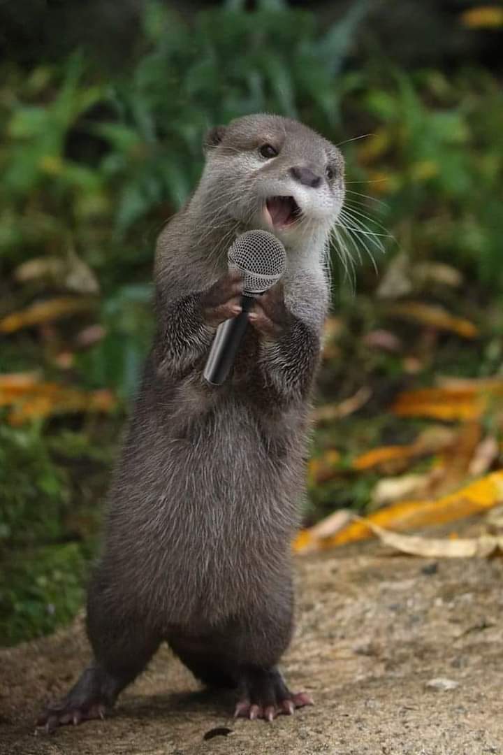 Otter say, Iam singer. Listen to my song. Ready to you....🥰🦦❤️