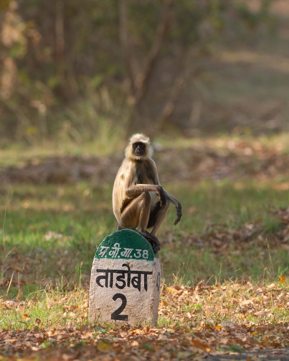 How far is #Tadoba Andhari Tiger Reserve from you ? 😃