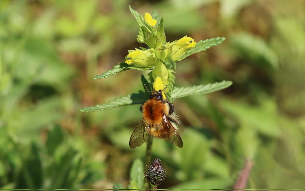 Common Carder Bee (Bombus pascuorum) on Yellow Rattle #kilnfield #Tenterden @BumblebeeTrust @nikkigammans @KentWildlife