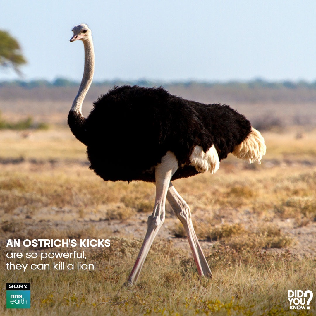 These fascinating creatures are the largest living birds, reaching heights of up to 9 feet and weighing more than 150 kilos! Their unique two-toed legs are incredibly strong, allowing them to achieve speeds of 72 kilometres per hour if panicked and capable of seriously injuring