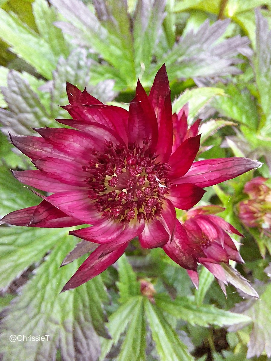 Good morning, hope you all have a lovely day 🌞 The first astrantia to flower this year is 'Venice' 💕 #Flowers #MyGarden #Astrantia #Gardening #GardeningTwitter #GardeningX