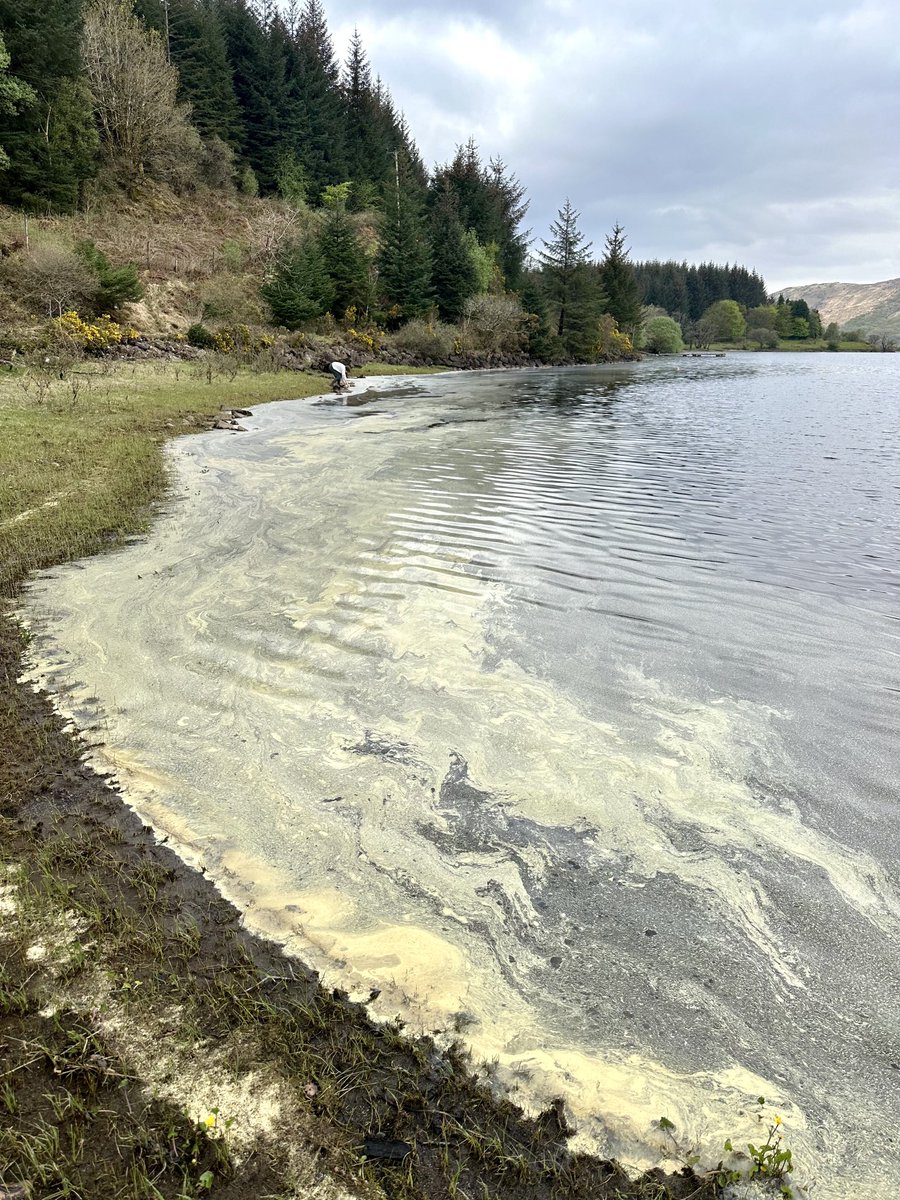 HughRaven's tweet photo. Freak phenomenon of the month: tree pollen, everywhere, by the ton. Doubtless many species are involved, certainly inc #SitkaSpruce. Pic on left, L Arienas, Morvern; on r a miasma over Larachmore & the Appin hills, the spruce plantation shrouded in tree dust. #NeverSeenThisBefore https://t.co/eg39YULF1w