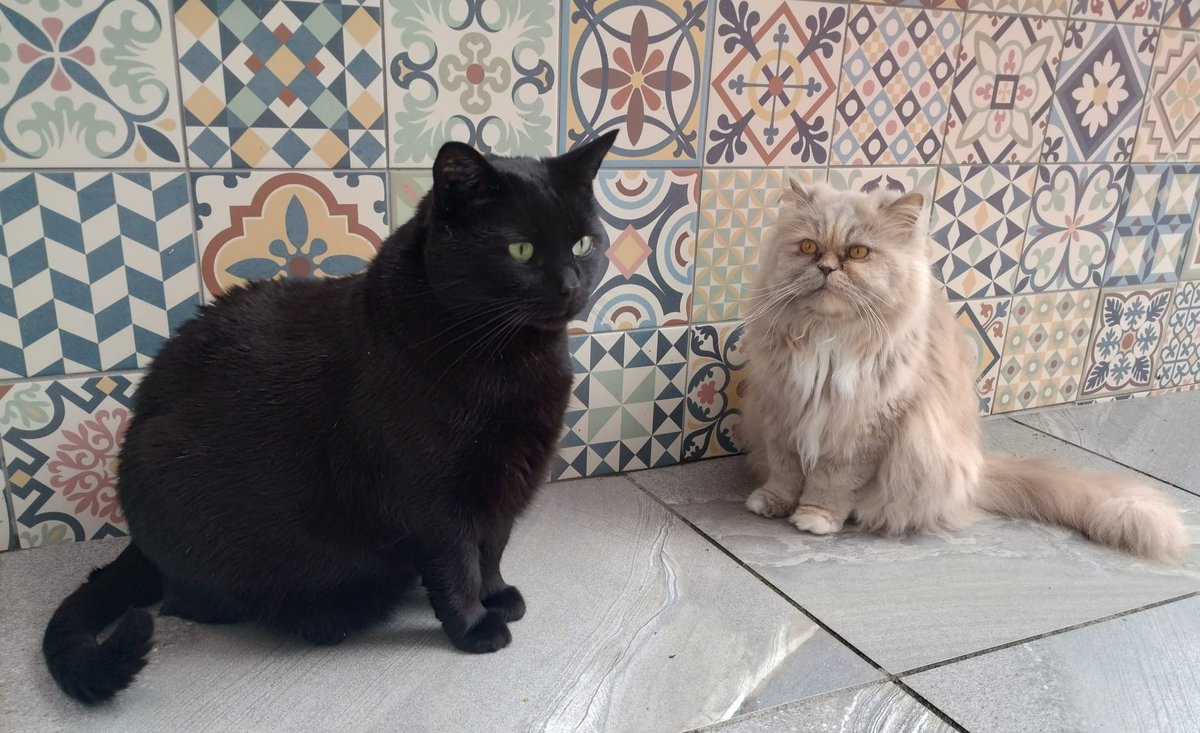 My beautiful Furrcuz’s Mary & Ralph send  lots of purrs your way. They are enjoying the comfort and safety of a little outside space here and very much loving life to the full now . 😻🧡 #CatsOfX #adoptdontshop  #rescuecat #catlovers  #furrcuzfurrsday