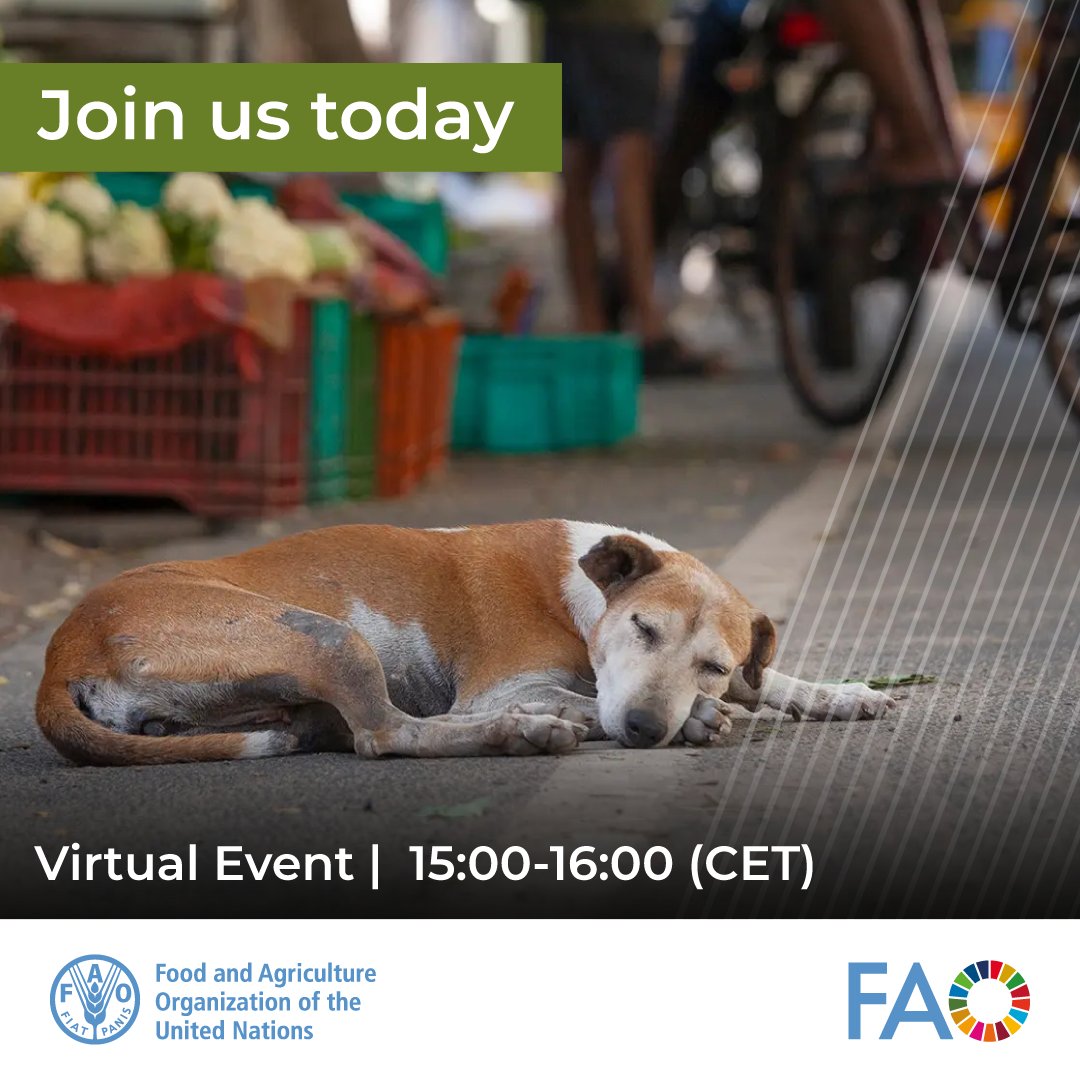.@FAO webinar #AMR knowledge dissemination dialogue - Street dog population and rabies control programme without using routine antibiotics Join today bit.ly/3JPWKUi 🗓️9 May 2024 🕒15 :00 - 16:00 CET