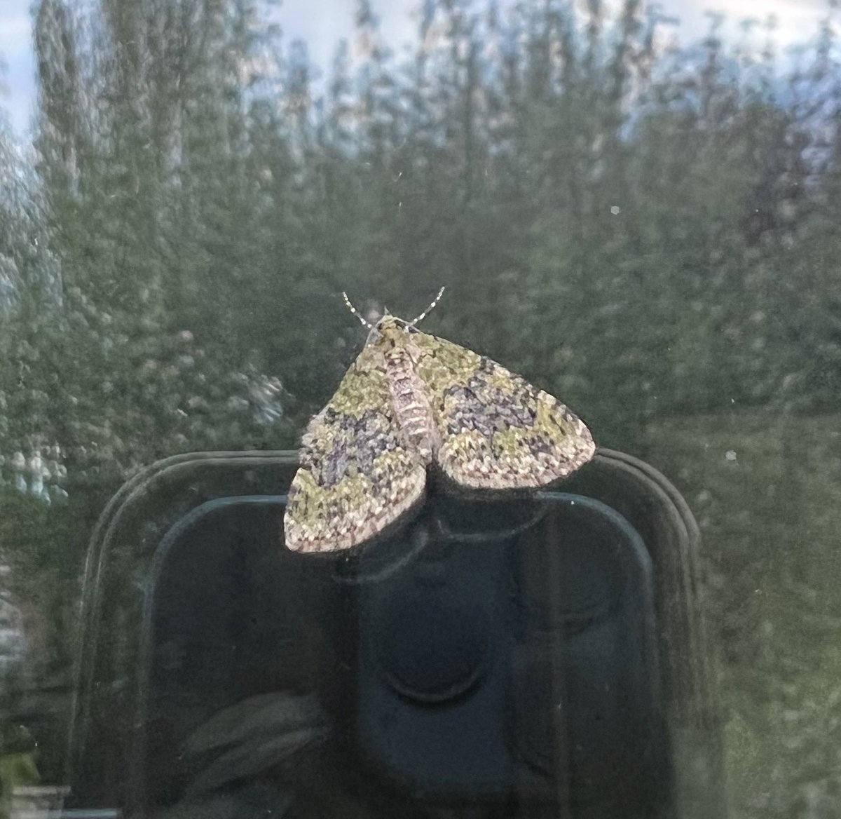 A good night with 35:20, including a completely unexpected NFG in the form of a Barred Hook-tip, a species of nature Beech woods, of which there very few round here. Spectacle, Chinese Character, Flame Carpet and Yellow-barred Brindle & Common Pug were NFY. @pmandrews1973