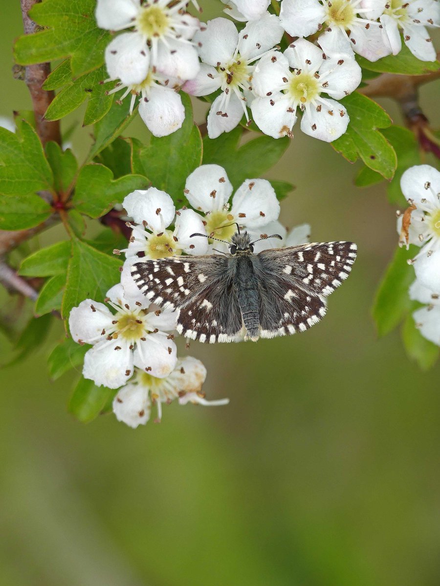 Grizzled skipper enjoying the May blossom yesterday! @BedsNthantsBC @savebutterflies