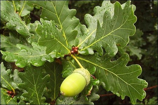Quercus Robur, English Oak - Classification, Medicinal Uses And Dosage

Quercus robur commonly known as English oak is a huge deciduous tree belonging to the white oak family with broad leaves. 

read more:-
tinyurl.com/3bntk9zz/

#QuercusRobur  #EnglishOak #OakTree