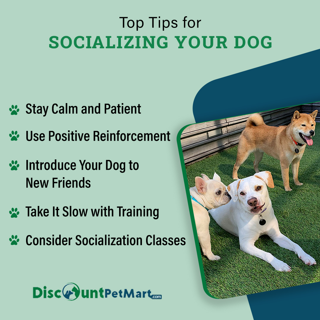 Showing your dog how to mingle with other pups and humans is of the utmost importance for their happiness.

#dog #pets #petcare #socializingdogs #doglover #PetParents #petlovers