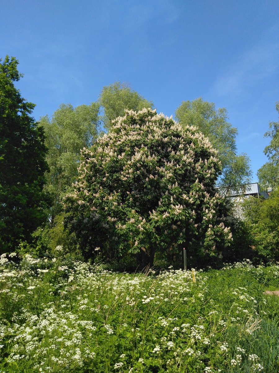 Beautiful trees in Tewkesbury.