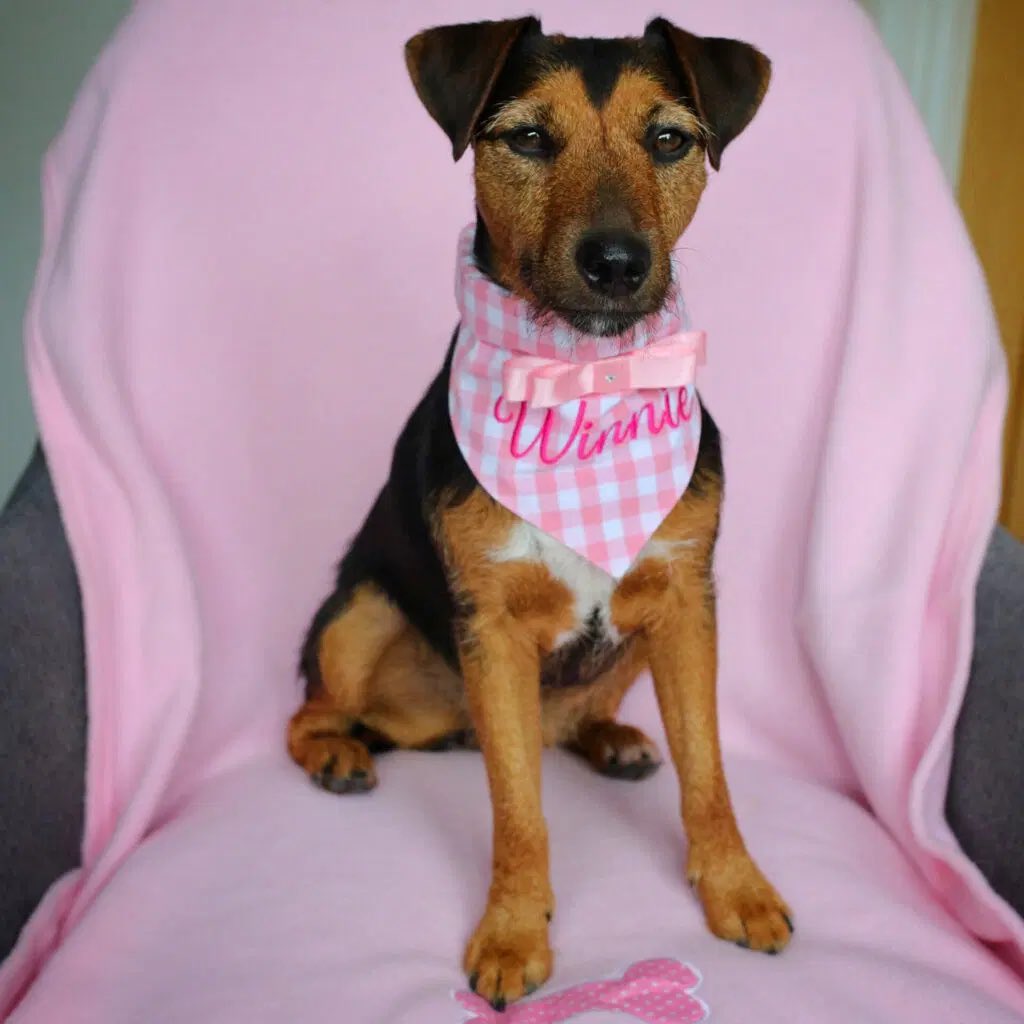 Pink to make the boys wink! 🩷 Step out in style this summer with a personalised gingham bandana The bandana slides neatly over your dog’s collar making it a perfect fit for all breeds dotty4paws.co.uk/product/barbie… #EarlyBiz