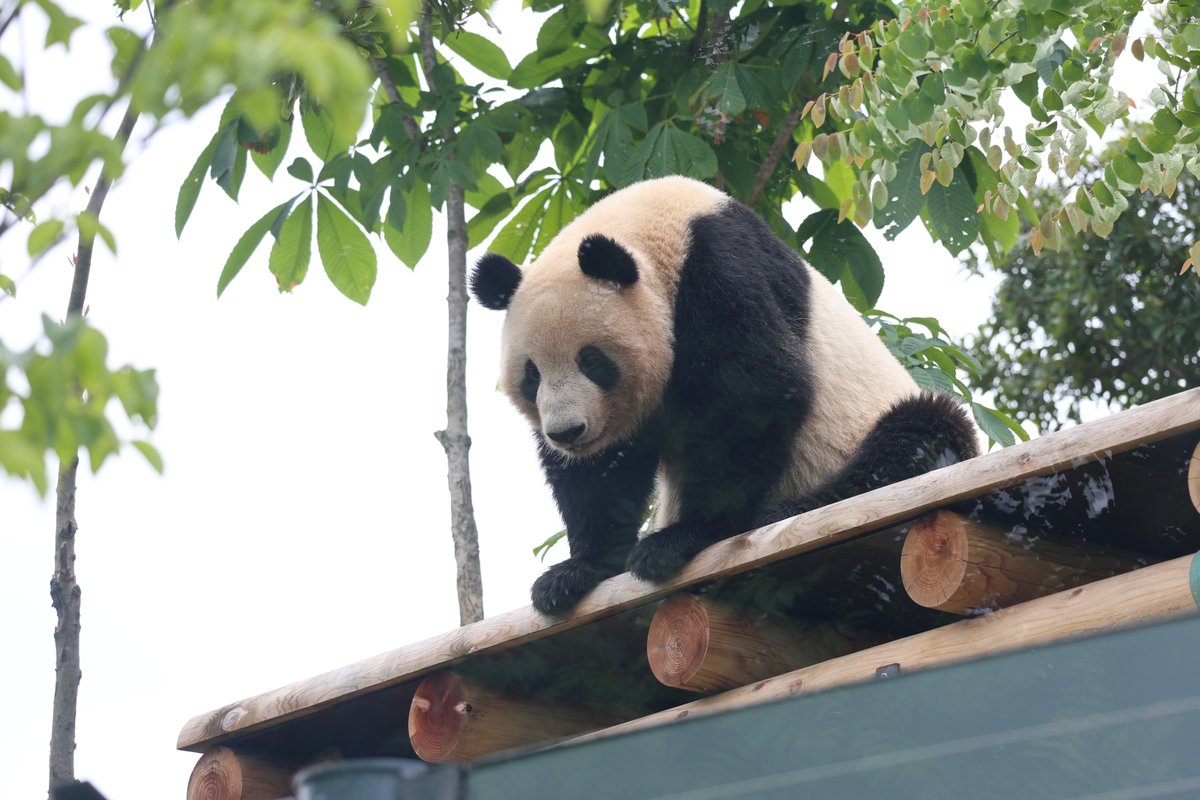 シンママを見ているレイちゃん🐼🤗 2024.05.09 #レイレイ #シンシン #上野動物園