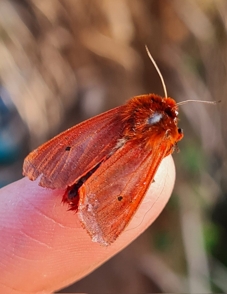 A good moth trap last night (at last!!) with 52 of 26 species, including this wonderful Ruby tiger. 
12 nfy, and even a nfg in the form of a dwarf pug!!
S Monmouthshire 
#mothsmatter #teammoth #vc35