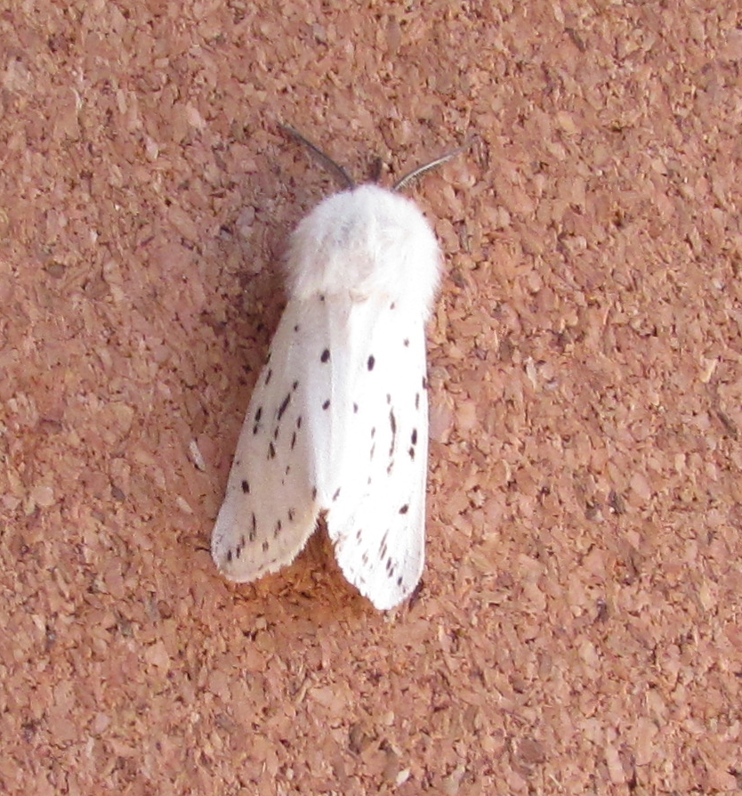 Just 14 of 10 last night in the Broadwey traps, but the FFY's keep coming. Chocolate-tip, Peppered Moth and White Ermine.