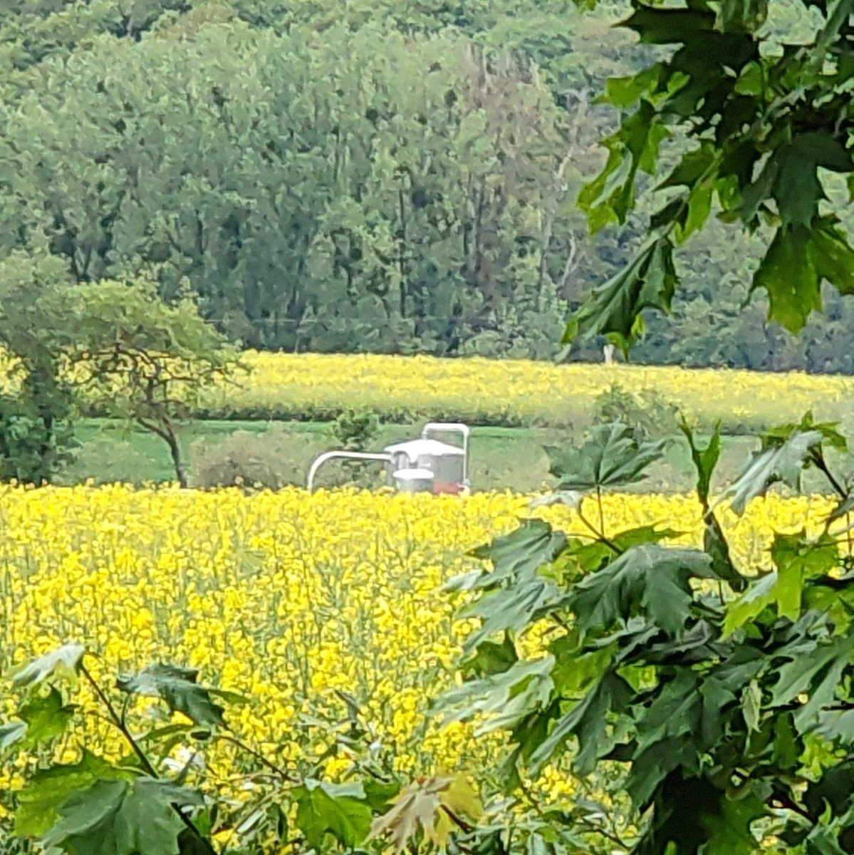 GeologistsCat's tweet image. Today is #VolcanoThursday. In the #Eifel, a #volcanic region in #Germany, they collect #volcanic #CO2. CO2 is needed for sizzling drinks, welding, in #food production &amp;amp; for the #freezdried supaw treats I get from @RosieandRollo

#geology #geologywithcats #volcano #CatsOfTwitter