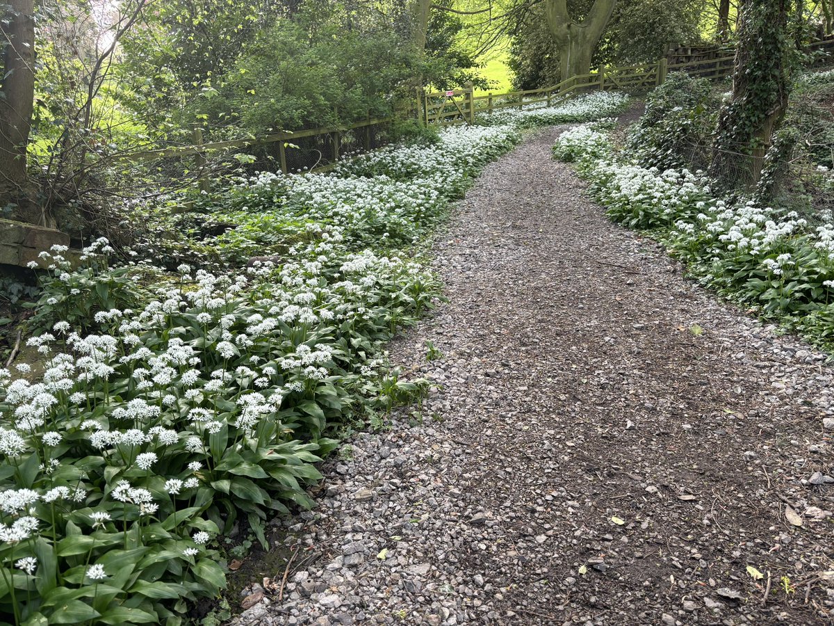 Good morning ☕️ Wild garlic is carpeting the country lanes at the moment - beautiful. Spring finally feels like it’s here. Have a fantastic day my friends 😎 #outdoor #songwriter