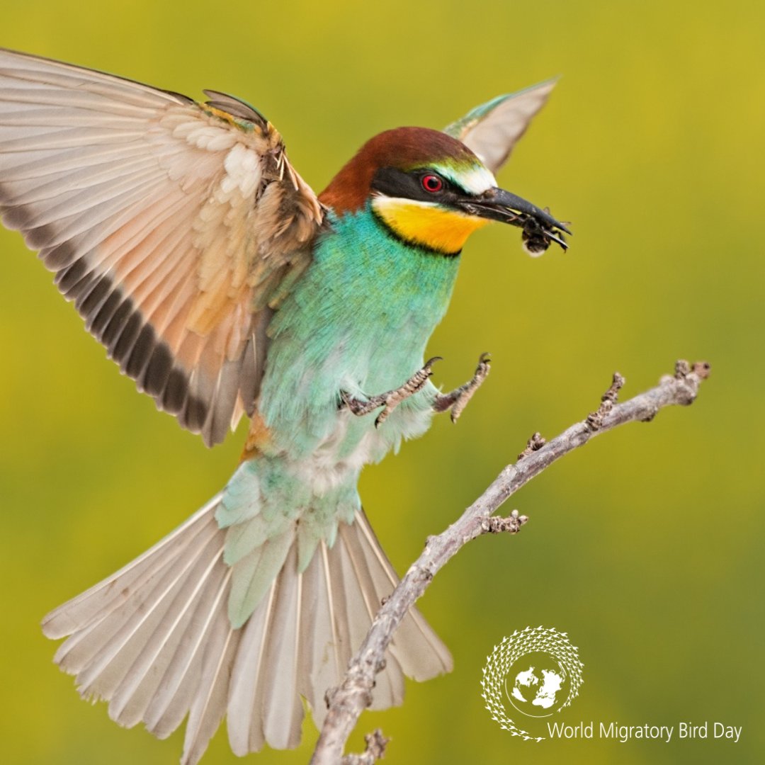 #WorldMigratoryBirdDay is coming up on 11 May! Learn more about this year’s theme #ProtectInsectsProtectBirds and the key messages of the campaign. ➡️trello.com/b/epwNhbGf/wor…