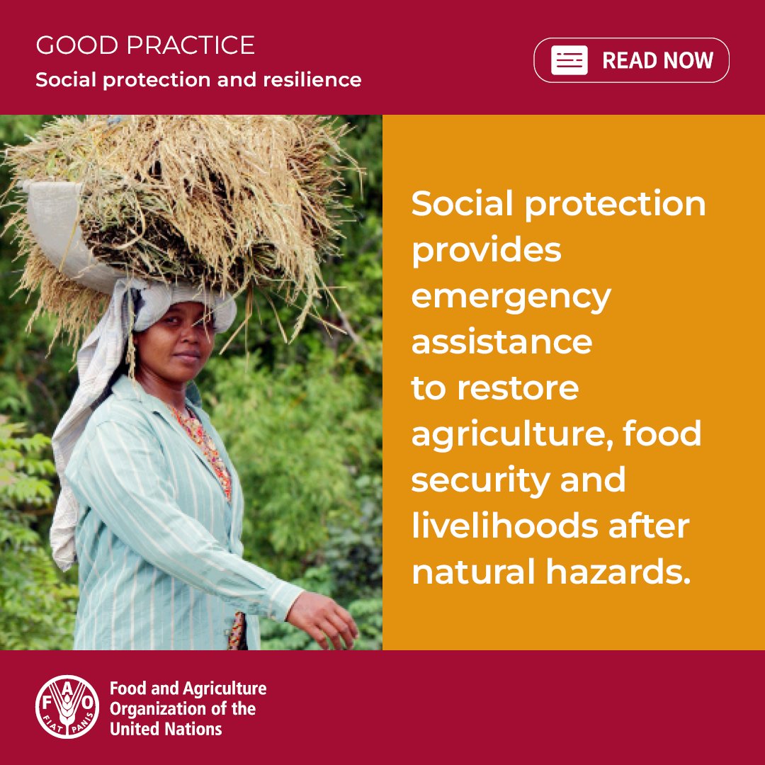 In Indonesia, @FAO helped nearly 12 000 farming and fishing households recover from the #Sulawesi earthquake with cash and agricultural inputs. Learn more about the advantages of delivering emergency assistance through #SocialProtection 👉 bit.ly/3QB4LQG