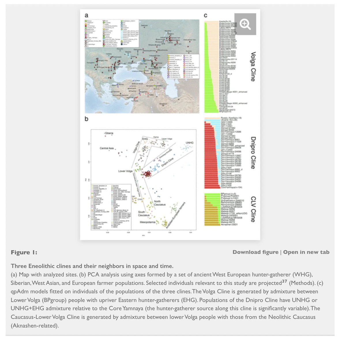 Lazaridis et al. ont quant à eux montré qu’on pouvait visualiser les Yamnas (ci-dessous les points rouges fig. b) comme un carrefour entre trois grands ensembles génétiques (des « clines ») 10/30