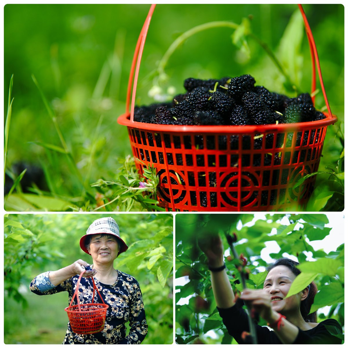 #Mulberry season has arrived🧑‍🌾! The #mulberries in #Yuhang 📍 have once again entered the anual #harvestseason! The smell of mulberries  in the air👃，luring us to explore the small purple and black treasure. Pick one your hand🫴 will be purple and black，take a sip and your