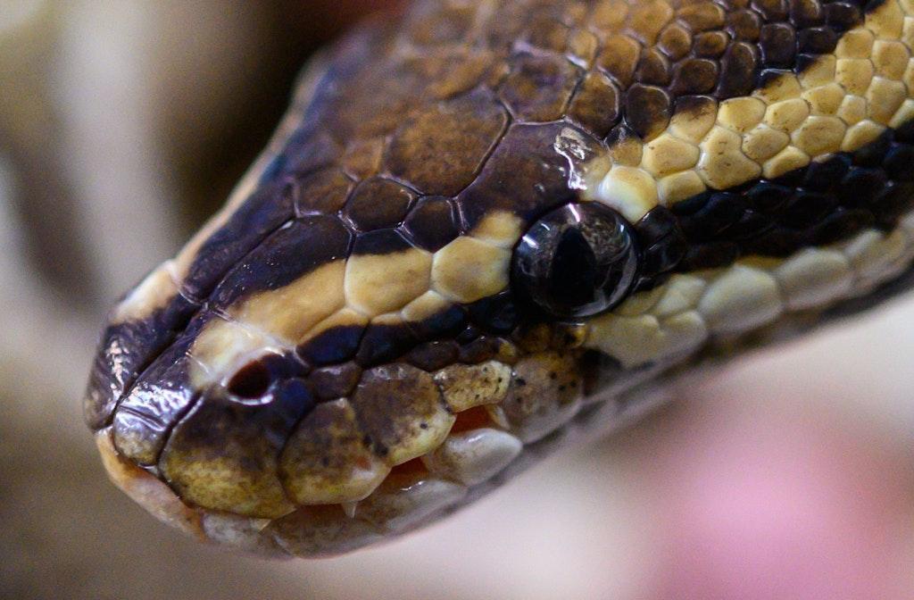 BERLINER_KURIER's tweet image. Angler findet frierende Würgeschlange – Rettung mit Katzenbox! 
#Würgeschlange #Königspython #Hennigsdorf #Oberhavel #Rathhaus #Ordnungsamt 
berliner-kurier.de/berlin/angler-…