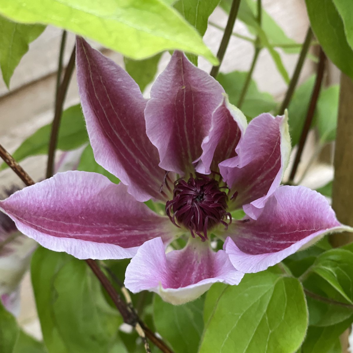 Clematis ‘Nelly Moser' is in my Devon garden yesterday The flowers keep their colour best in the shade. #clematisthursday #Flowers