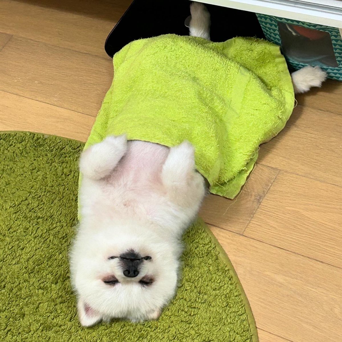 🐶gets sleepy and fall asleep quickly😪
#sleepydog #fallasleep 
#pomeranian #松鼠狗 #dogsoftwitter #dogsofx  #petstagram #pom #博美犬 #doge #hkdog #포메라니안  #pigopompom #ポメラニアン #perro #doglover #doggies #香港狗狗 #cutedog #puppy #pet