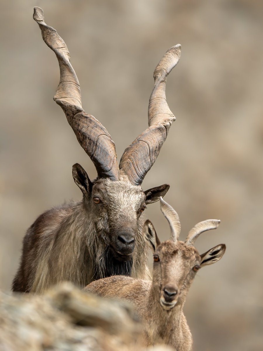 Playing hide & seek with me ! Kashmir Markhor male & female at Chitral Gol National Park