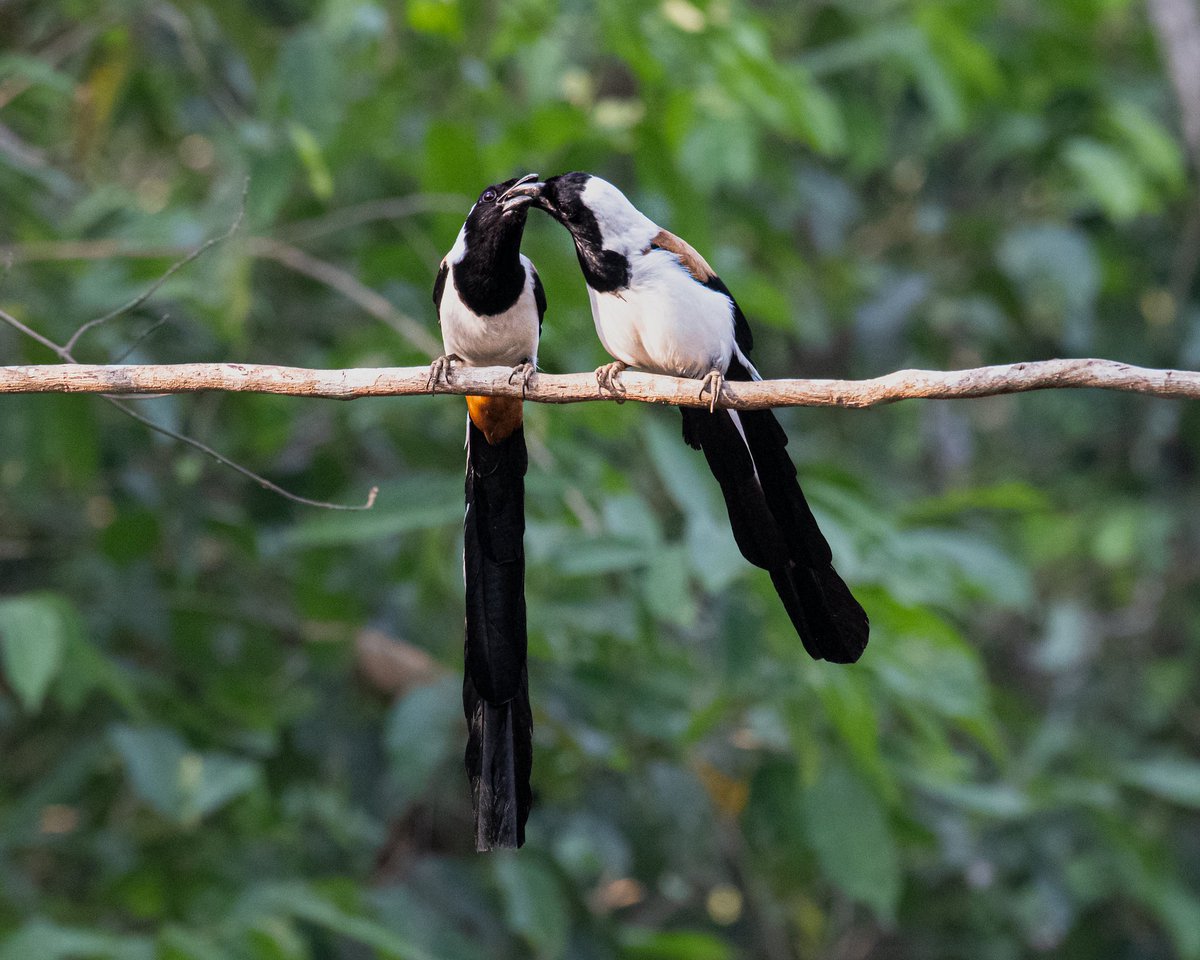 'Feed the soul with love: Two birds on a branch, teaching us the essence of nourishing relationships.'

White-bellied Treepie
Sn : Dendrocitta leucogastra

#IndiAves #TwitterNatureCommunity #BBCWildlifePOTD #Framed #ThePhotoHour #BirdTwitter #BirdsSeenIn2024  @NatGeoIndia