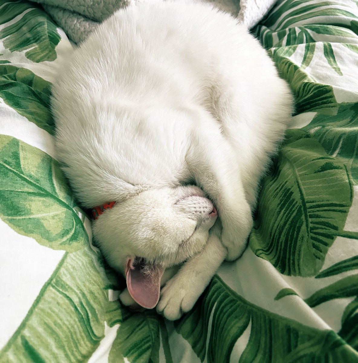 Cat 🐈‍⬛  or Prawn 🍤 ?