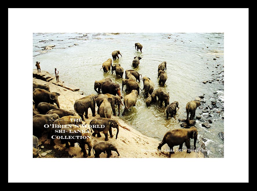 #elephants #sanctuary #srilanka @SriLankaTweet @UNICEF_SriLanka @flysrilankan @SriLanka @sltda_srilanka @MICE_Srilanka