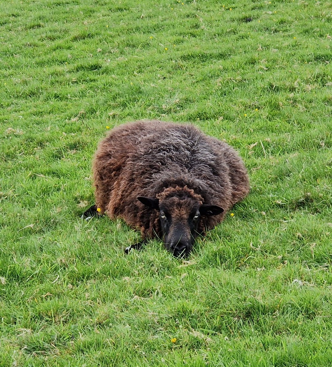 All this eating grass is exhausting said Erin ☘️🌱☘️🌱💚

#animalsanctuary #sheep #sheep365 #animallovers #foreverhome #Spring2024 #grass #nonprofit #amazonwishlist #sponsorasheep 

woollypatchworksheepsanctuary.uk