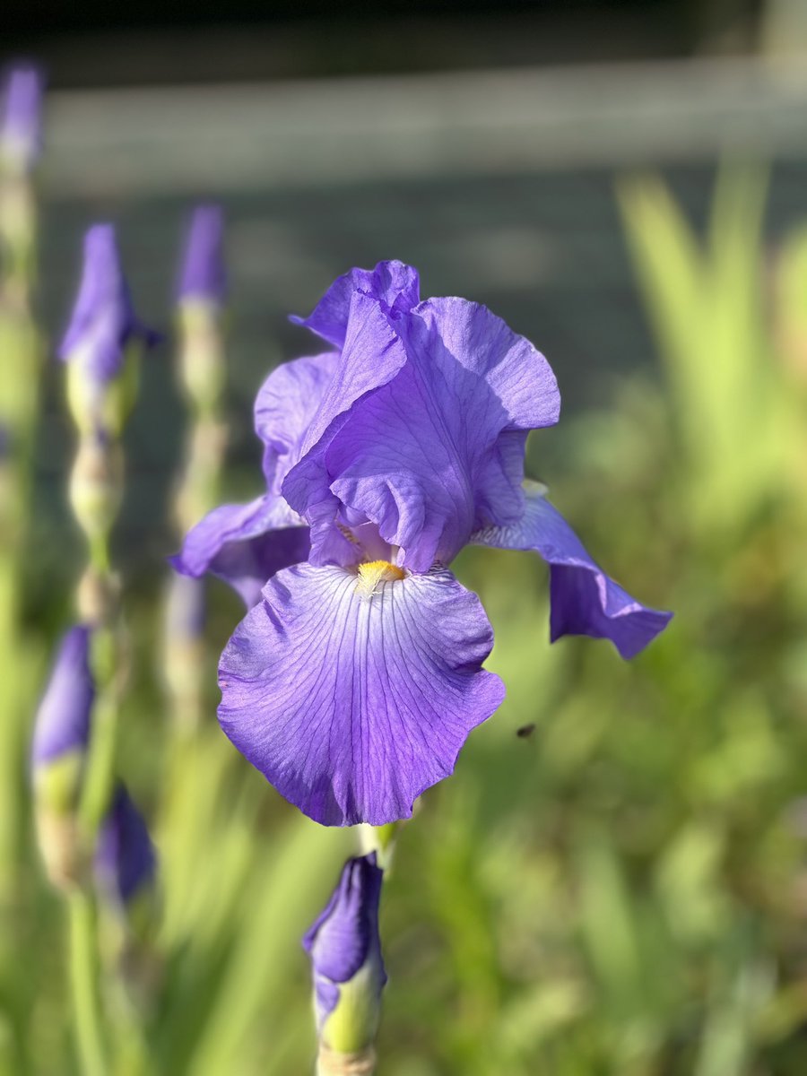 TB Iris ‘Violet Harmony’ in flower in the beds and available now in pots on the nursery too! #tallbeardediris #violetharmony #violet #irises #harmony #iris #irisflowers #peatfree #pottedplants #seagatenurseries #grownnotflown #lincolnshire #britishgrownflowers
