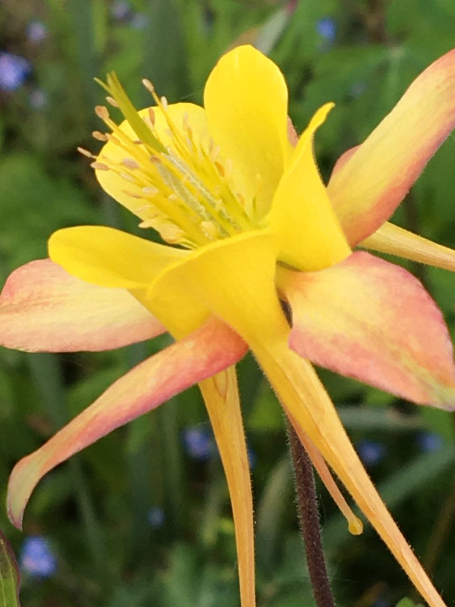 The weathers looking great 😎☀️ Have a good un 😊🌸🌿 #flowers #gardening