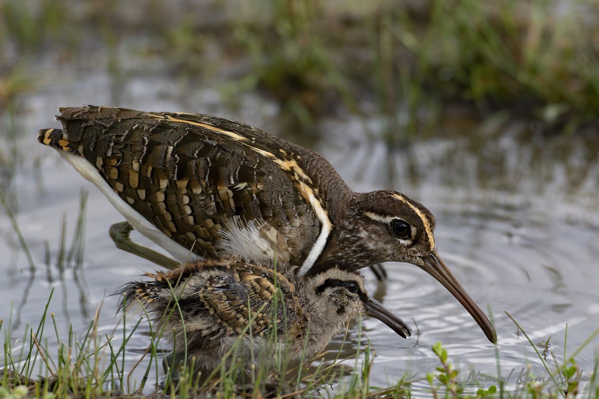 A male Painted Snipe with chicks. Do you know their roles are reversed and it's the male that hatches and looks after the young, while the female plays no role? It's more than a safari with wilpattusafaricamp.com 

#srilanka #travel #srilankansafari #wilpattu