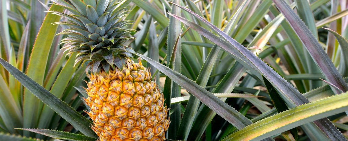 A farmer from @RustiroDistr /Guhango sector has 300 pineapples ready for sale at 300 Rwf/PC. Buy from a farmer by visiting ehaho.rw/products/inana… or call us at +250786506040