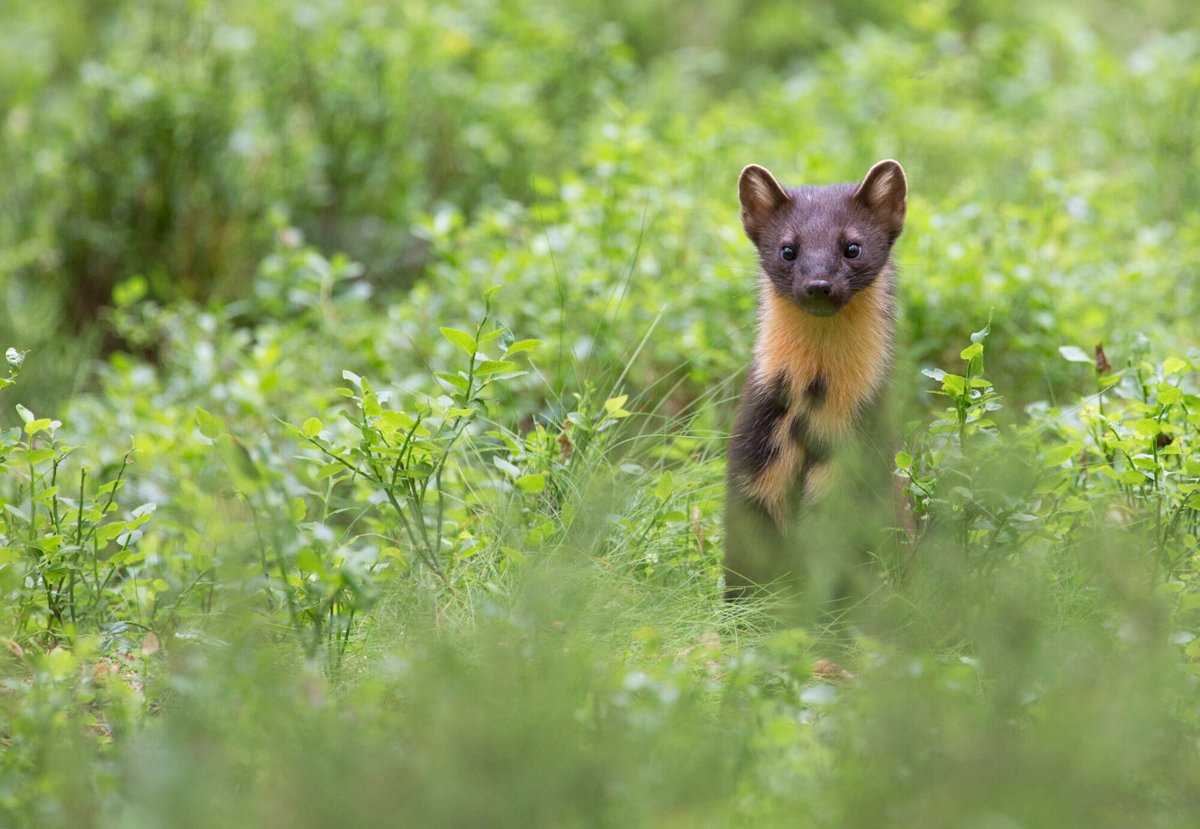 It's time to send one clear message: #RestoreNatureNow 📢 We've joined dozens of wildlife and environment organisations who'll be peacefully marching united in our demands to politicians on 22 June. More on what we're calling for 👉 i.mtr.cool/uomuhhorpp