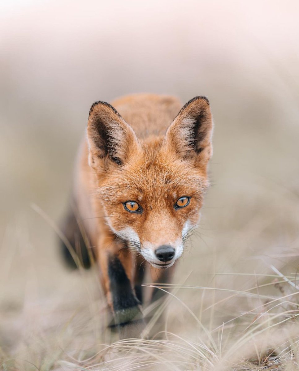 The focus ! Thanks to @benjaminsmail on Instagram for today's #FoxOfTheDay